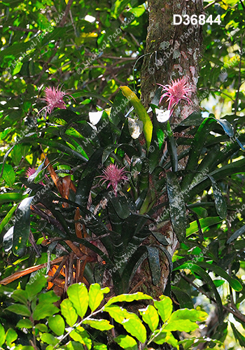 Aechmea fasciata (Bromeliaceae)